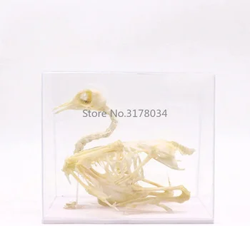 חיה שלד דגם יונה שלד דגימה אמנות עצם וטרינר התרופה אספנות אביזרים רפואיים כלי הלימוד צעצוע